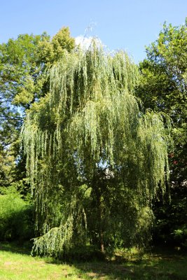 Salix alba 'Tristis' - vrba bílá - celek (85)
